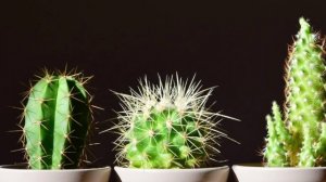 УВЛЕКАТЕЛЬНЫЕ ФАКТЫ О КАКТУСАХ, КОТОРЫЕ ЗАСТАВЯТ УДИВИТЬСЯ. КАКТУС ЖИВЁТ 100 ЛЕТ. КАКТУС ЦВЕТЕТ.