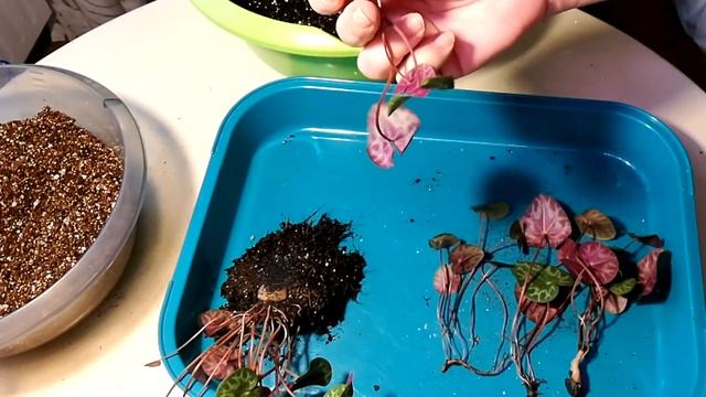 Альпийская фиалка, посадка рассады на кокос смотреть онлайн