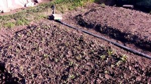 полив спрей лентой туман