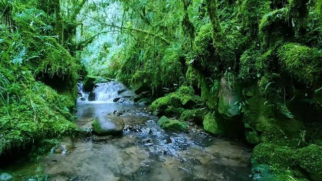 Birds chirping in the forest, babbling brook, nature sounds, creek sounds, forest ambience, ASMR смотреть онлайн