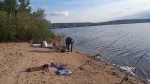 Рыбалка в четыре удовольствия! Чехонь на поплавочную снасть!