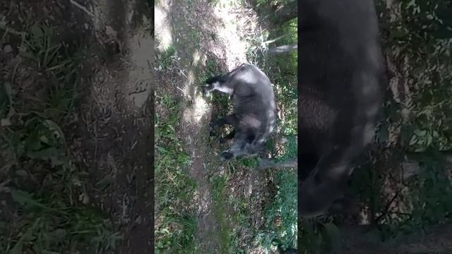 Встреча с кабаном в лесу смотреть онлайн