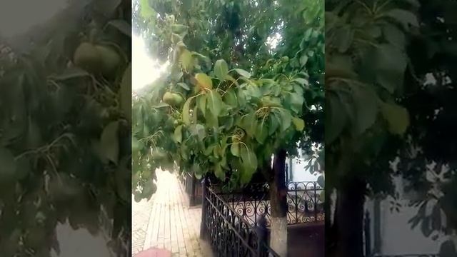 СКУМПИЯ ну и деревце смотреть онлайн