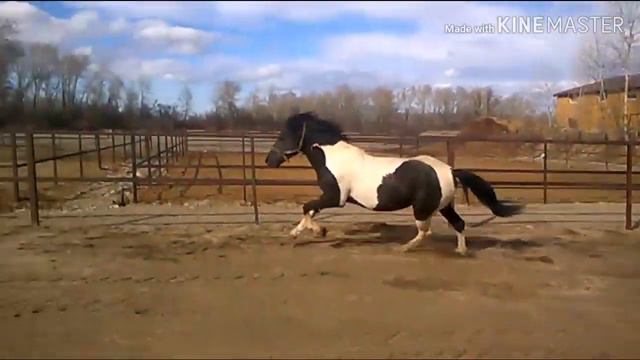 Веселый конь))) смотреть онлайн