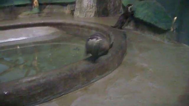 Лапки выдры без когтей 8 янв смотреть онлайн