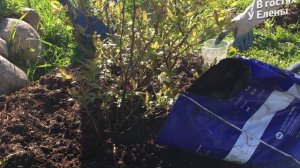 Уход за ГОЛУБИКОЙ садовой весной - удобрение, грунт, мульча. blueberry