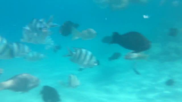 Egypt Stella Di Marre Reef - Snorkling смотреть онлайн