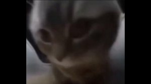 оригинальная музыка чипи чипи чапа чапа