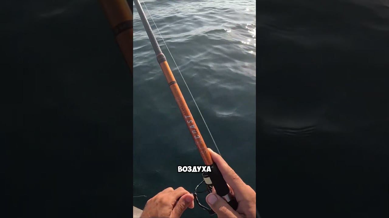 Как поймать крупную ПЕЛАМИДУ на Чёрном море??? #крым #рыбалка #черноеморе #fishing смотреть онлайн