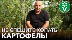 УРОЖАЙ КАРТОФЕЛЯ БУДЕТ ГОРАЗДО БОЛЬШЕ, если сделаете так В АВГУСТЕ!