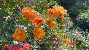 Август в Саду 9 августа 2023 часть 4