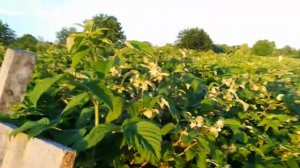 Малина Глен Файн