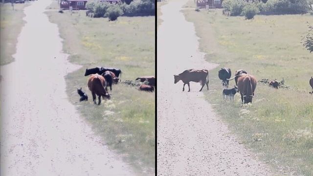 Прицел для охоты 24/7! Цифровой прицел iRay Tube TD 50L! Охота днём, вечером и ночью в одном прицел смотреть онлайн