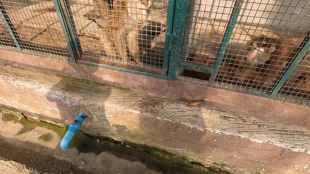 Семья покоряет Паттайю! Большой Будда, плавучий рынок, океанариум. Таиланд 2024 смотреть онлайн