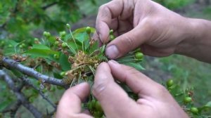 САМАЯ ВАЖНАЯ ПОДКОРМКА ЧЕРЕШНИ ВЛИЯЮЩАЯ НА УРОЖАЙ