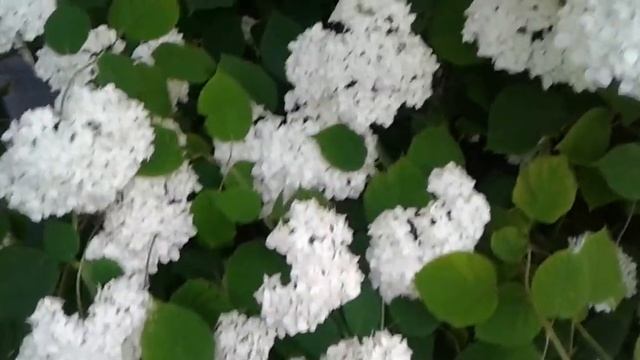 .Гортензия Анабель. Hydrangea Anabel. смотреть онлайн