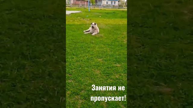 в каждом классе у него разная кличка, и на все он откликается 😁 смотреть онлайн