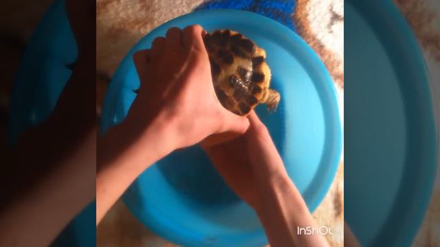 Купание черепашки^ω^ヾ(≧▽≦*)o смотреть онлайн