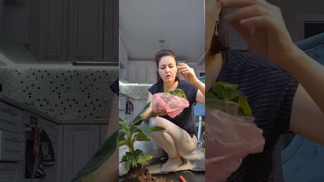 Банан. смотреть онлайн