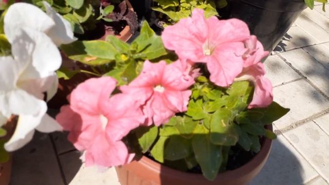 17.05 .21 грандифлора алладин моя любовь на годы. смотреть онлайн