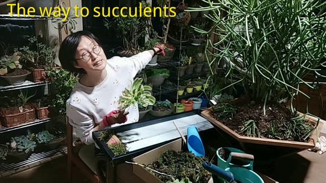 DIY succulent arrangement-Succulent gift,succulent usages,succulent lifestyle,succulent bouquet смотреть онлайн