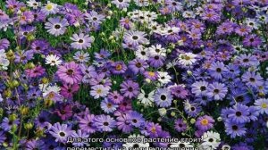 Брахикома иберисолистная — описание растения