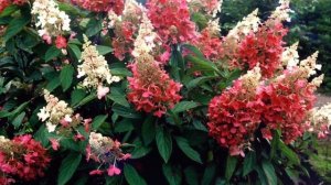 Гортензия метельчатая Пинки Винки (Pinky Winky). Обзор