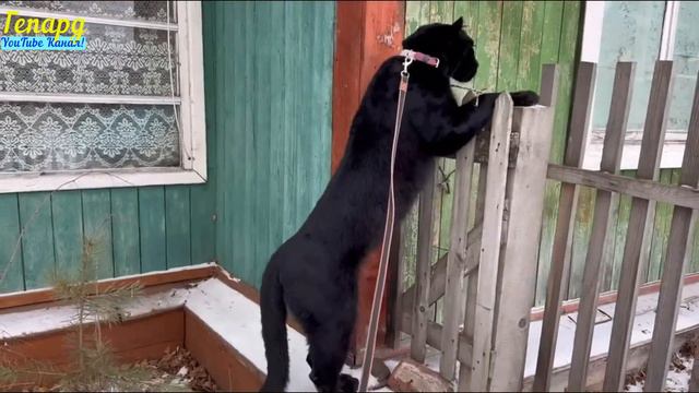 Леопард Луна и Венза! смотреть онлайн