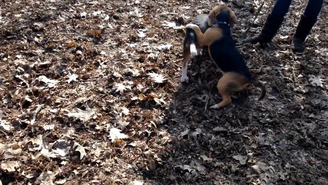 Щенки бигли играют смотреть онлайн