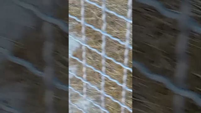 парк Львов Тайган в Крыму много животных и милые детёныши все приезжайте смотреть онлайн