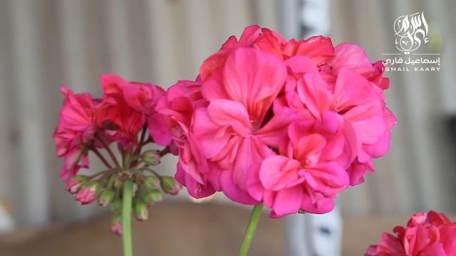 Сура ЯСИН СЛУШАЙТЕ КАЖДЫЙ ДЕНЬ (51) #сура #ясин