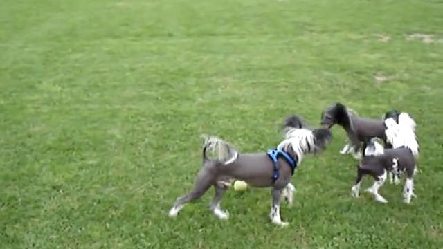 Skippy, Elvis och Snickers смотреть онлайн