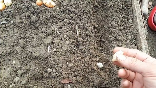 Лук на перо, на репку и Эксибишен. Проверяем лайфхак на сохранность! смотреть онлайн