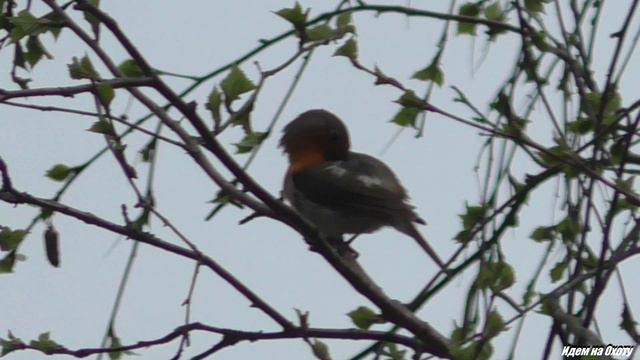 Жаворонок поет смотреть онлайн