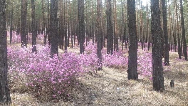 Расцвел багульник смотреть онлайн