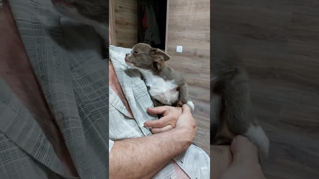 ему бы только целоваться❤️,Лёми лиловый Чихуахуа продажа питомник Кастропуло Крым 89787458062 смотреть онлайн