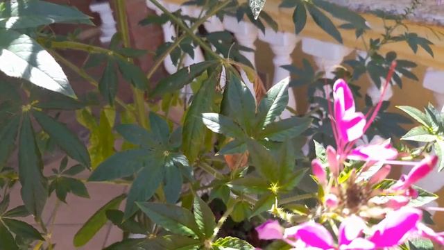 Cleome Spinosa смотреть онлайн