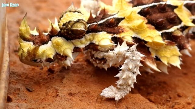 РОГАТЫЙ ДЬЯВОЛ ! Ящерица Молох смотреть онлайн