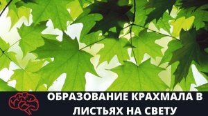 Лист  Образование крахмала в листьях на свету Опыт
