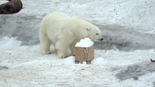 ?? Невеста ДИКСОНА Знакомьтесь, медведица Томпа, приехала из Якутии смотреть онлайн