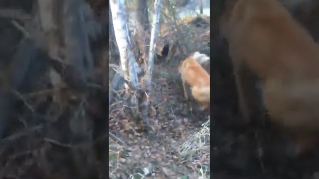 Работа по барсуку щенков лайки 4-6 месяцев