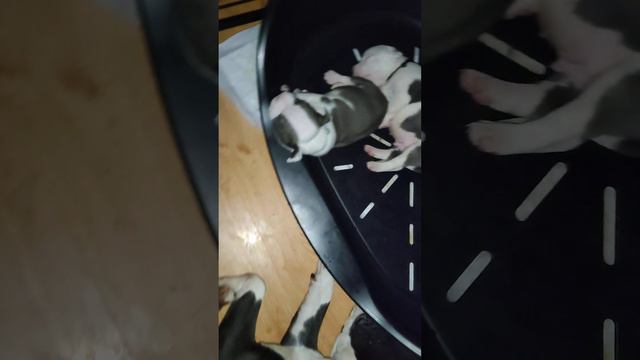 Так интересно наблюдать за ними... смотреть онлайн