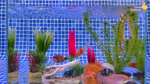 Colorful Surprise Eggs, Duckling, Lobster, Butterfly Fish, Frog, Snake, Goldfish, Koi Fish, Cichlid