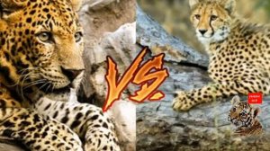 леопард против ягуара