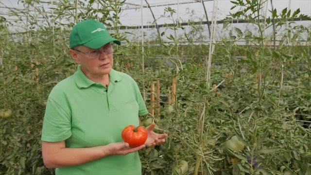 Салатные томаты смотреть онлайн