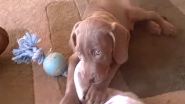 weimaraner Puppy Blue смотреть онлайн