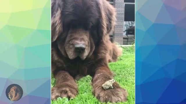 top #1 Funniest Newfoundland Videos #funnyanimalworld смотреть онлайн
