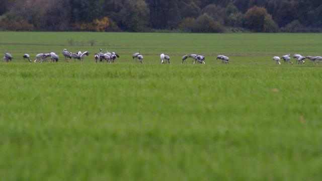 Журавль Рыжик стал папой смотреть онлайн