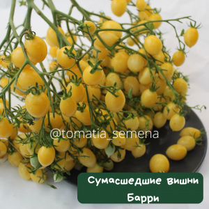 Сумашедшие вишни Барри