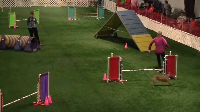 Irish Terrier agility Brooke 2014 0808-0810 Davenport, IA смотреть онлайн